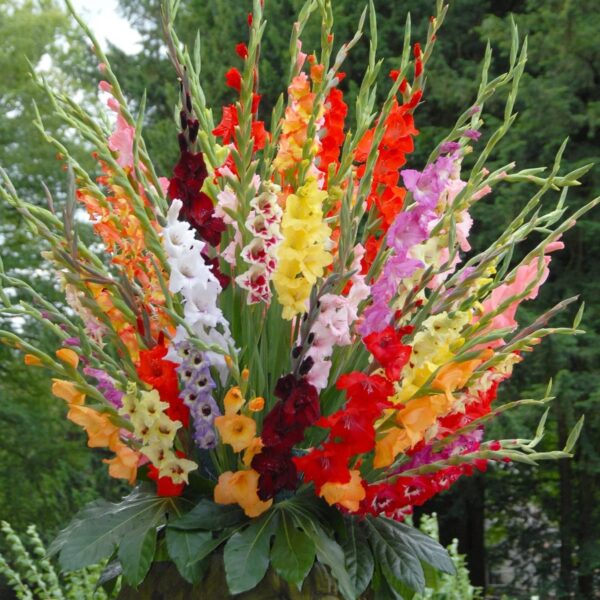 Votaniki Gladiolus Super Mix Bulbs - Perennial, Attracts Pollinators, Long Lasting Blooms | Perfect Addition to Any Garden - Easy to Grow and Low Maintenance