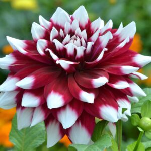 Votaniki Dahlia Duet Decorative Bulbs - Red & White Color Dahlia Bulbs | Perfect for Garden Borders, Mass Planting, and Cut Flowers