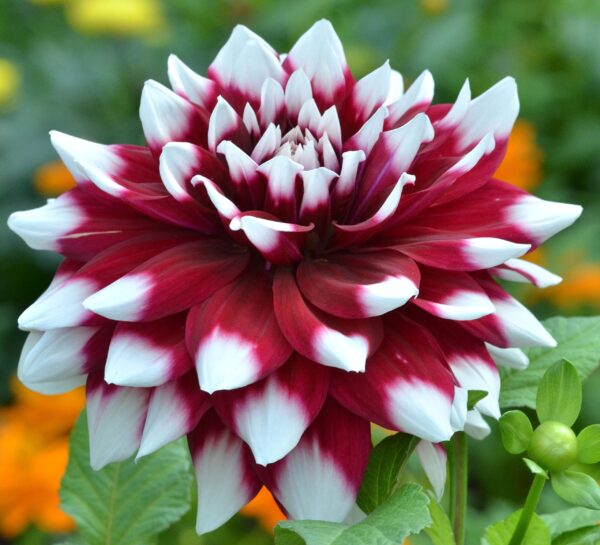 Votaniki Dahlia Duet Decorative Bulbs - Red & White Color Dahlia Bulbs | Perfect for Garden Borders, Mass Planting, and Cut Flowers