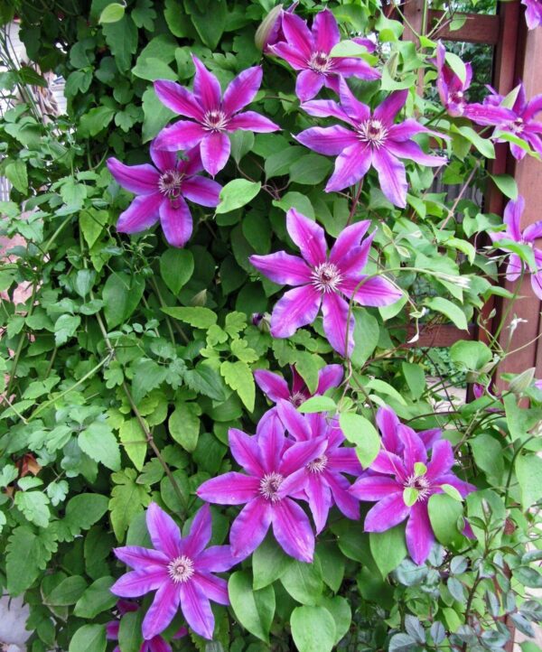 Votaniki Fireworks Clematis Roots for Planting - Perennial, Large Bloom Clematis | Beautiful Deep Pink and Purple Flowering Vine - Starter Plants Ready for Garden