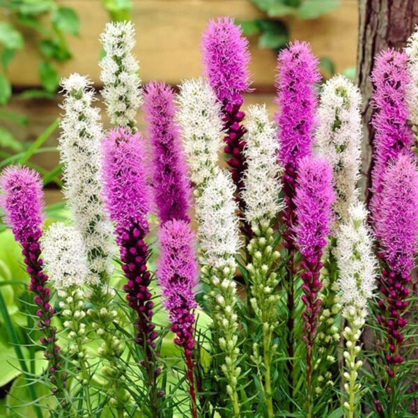 Votaniki Liatris Mix Bulbs - Long Lasting Fragrant Blooms | Perennial Liatris Bulbs for Planting - Perfect for Borders, Beds, and Containers