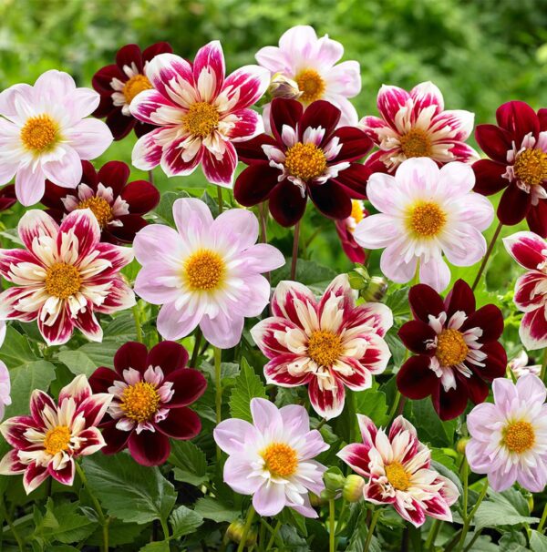 Votaniki Collarette Rainbow Dahlia Mix Bulbs for Planting - Dwarf Collarette Dahlia Large Blooms, Grows 15" Tall Perennial Dahlia Bulbs | Easy to Grow, Perfect for Cut, Attracting pollinators