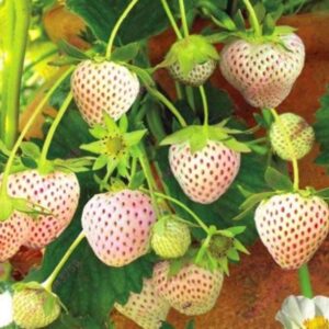 Votaniki Pineberry White Strawberry - Perennial Strawberry Grade #1 Bare Root Ready to Plant | Edible Strawberry, White Flowers & Pale Pink Berries - Easy to Grow