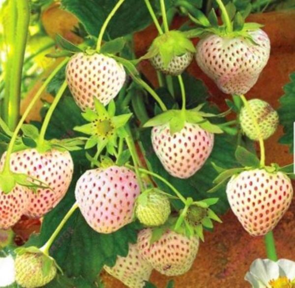 Votaniki Pineberry White Strawberry - Perennial Strawberry Grade #1 Bare Root Ready to Plant | Edible Strawberry, White Flowers & Pale Pink Berries - Easy to Grow