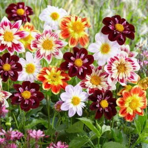 Votaniki Collarette Rainbow Dahlia Mix Bulbs for Planting - Dwarf Collarette Dahlia Large Blooms, Grows 15" Tall Perennial Dahlia Bulbs | Easy to Grow, Perfect for Cut, Attracting pollinators