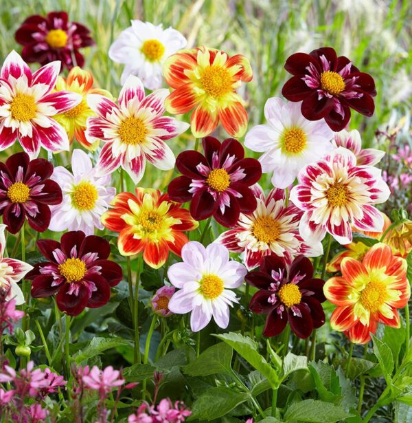 Votaniki Collarette Rainbow Dahlia Mix Bulbs for Planting - Dwarf Collarette Dahlia Large Blooms, Grows 15" Tall Perennial Dahlia Bulbs | Easy to Grow, Perfect for Cut, Attracting pollinators