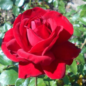 Votaniki Olympiad Hybrid Tea Rose Plant 12-18" Tall - Perennial, Large Blooms, Romantic and Luxurious Appearance - Perfect for Any Garden