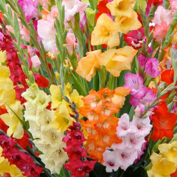 Votaniki Gladiolus Super Mix Bulbs - Perennial, Attracts Pollinators, Long Lasting Blooms | Perfect Addition to Any Garden - Easy to Grow and Low Maintenance