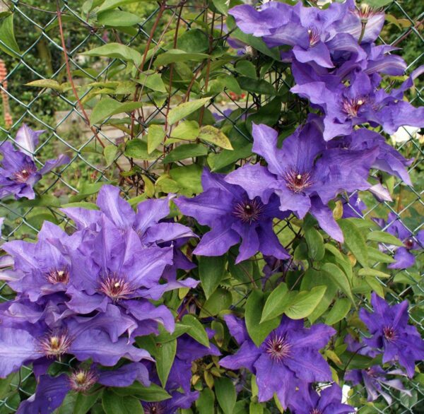 Votaniki Clematis The President Roots - Perennial Flower, Vibrant Blooms | Clematis The President - Starter Plants Ready for The Garden - Purple Blue Flowering Vine, Easy to Grow