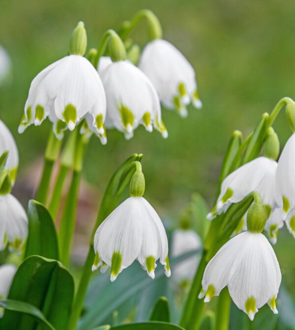 Votaniki Leucojum Aestivum (Summer Snowflake) Bulbs - Large Flower, Perennial & Long Lasting Blooms | Spring Flower Bulbs, Summer Snowflake or Loddon Lily - Easy to Grow