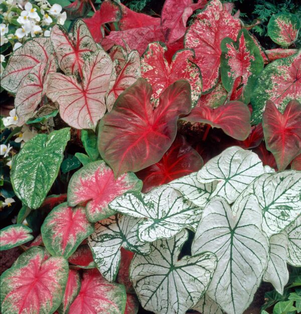 Votaniki Caladium Fancy Mix Bulbs - Perennial, Beautiful & Easy to Grow Caladium Mix Bulbs - Perfect Solution for Garden Enthusiasts | Stylish and Vibrant Caladium