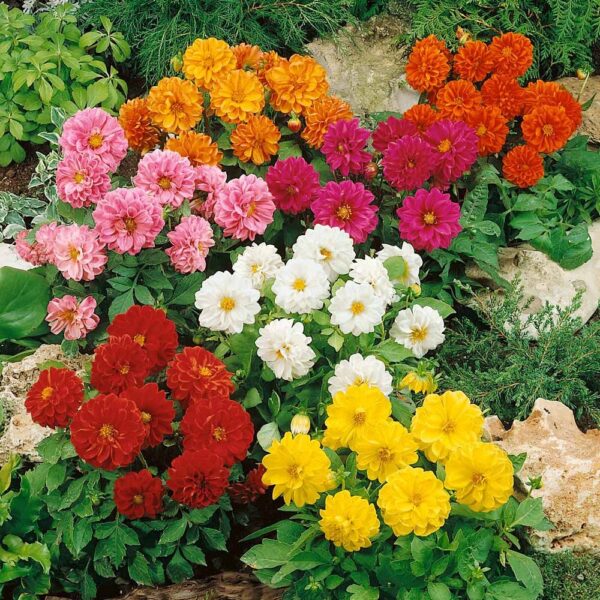 Votaniki 3 Decorative Dahlia Bulbs Mix Flower - Dahlia Tubers Flower Seeds for Planting Outdoors Tuberose Bulb Root Flower Seeds to Plant Outside - Plant Tubers for Planting Flowers Plant Bulbs Dahlia