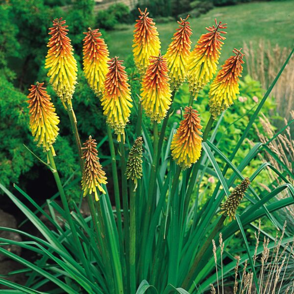 Votaniki Kniphofia Red Hot Poker Plants Bulbs - 5 Perennial Flower Plants Hot Pocker Live Flower Plants Outdoor - Red Lily Spring Planting Flower Bulbs