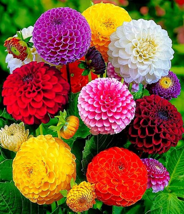 Votaniki Dahlia Round Ball Pompom Pom Pon Mix Tuber - Perennial, Long Lasting Blooms, Versatile Pompon Dahlia Tuber for Planting | Perfect Addition to Any Garden