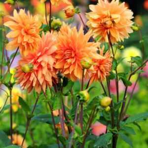 Votaniki Motto Decorative Dahlia - Orange Color & Large Bloom, Perennial Motto Dahlia Tubers for Planting | Summer Flowering Bulbs - Easy to Grow Dahlia