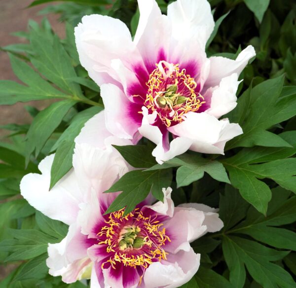 Votaniki XXL Cora Louise Peony Tuber - Itoh Peony (Paeonia Cora Louise) Bareroots for Planting XXL Size Tuber 10+ Eyes