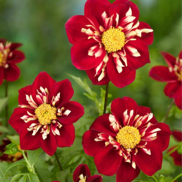 Votaniki Impression Festivo Collarette Dahlia - Perennial Red Flowering Dahlia Bulbs for Planting | Long Lasting Blooms, Summer Flowering Bulbs - Easy to Grow