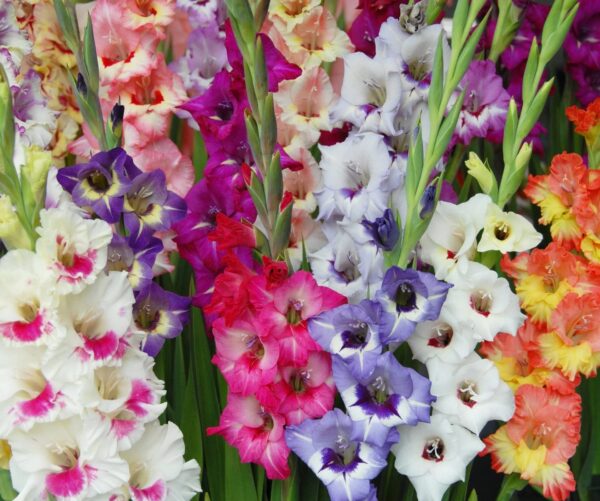 Votaniki Gladiolus Super Mix Bulbs - Perennial, Attracts Pollinators, Long Lasting Blooms | Perfect Addition to Any Garden - Easy to Grow and Low Maintenance