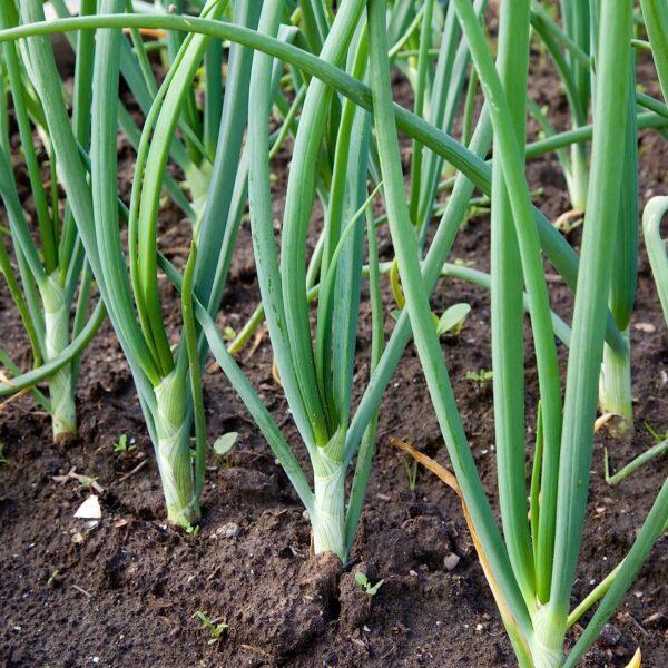 Votaniki Yellow Stuttgarter Onion Bulbs - Large and Sweet Onions, Highly Productive Onion Bulbs for Planting - Easy to Grow and Low Maintenance