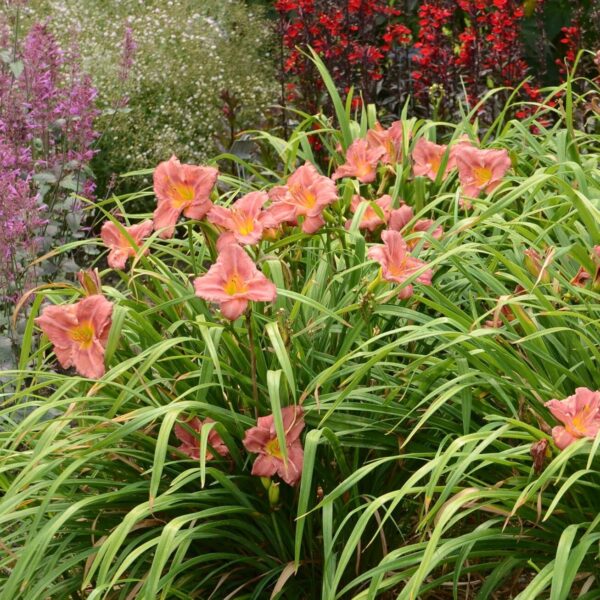 Votaniki Hemerocallis 'Rosey Returns Daylily' - Long Blooming, Perennial Daylily Bare Root for Plant | Perfect Addition to Any Garden - Easy to Gow and Low Maintenance