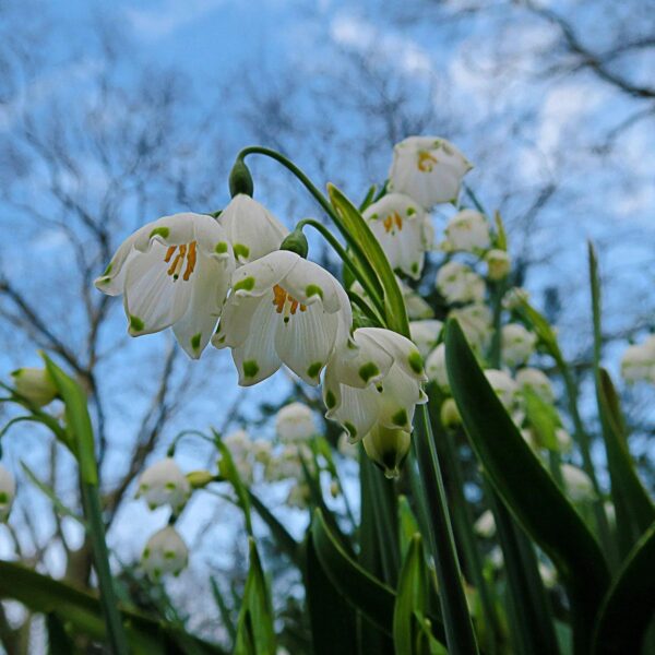 Votaniki Leucojum Aestivum (Summer Snowflake) Bulbs - Large Flower, Perennial & Long Lasting Blooms | Spring Flower Bulbs, Summer Snowflake or Loddon Lily - Easy to Grow