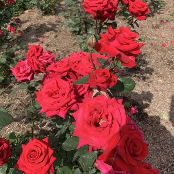 Votaniki Olympiad Hybrid Tea Rose Plant 12-18" Tall - Perennial, Large Blooms, Romantic and Luxurious Appearance - Perfect for Any Garden