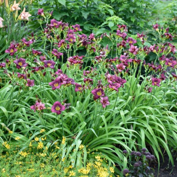 Votaniki Little Grapette Daylily Bare Root - Perennial Daylily, Long Lasting Blooms, Captivating Garden Addition | Outdoor Gardening Daylily Flower Plants