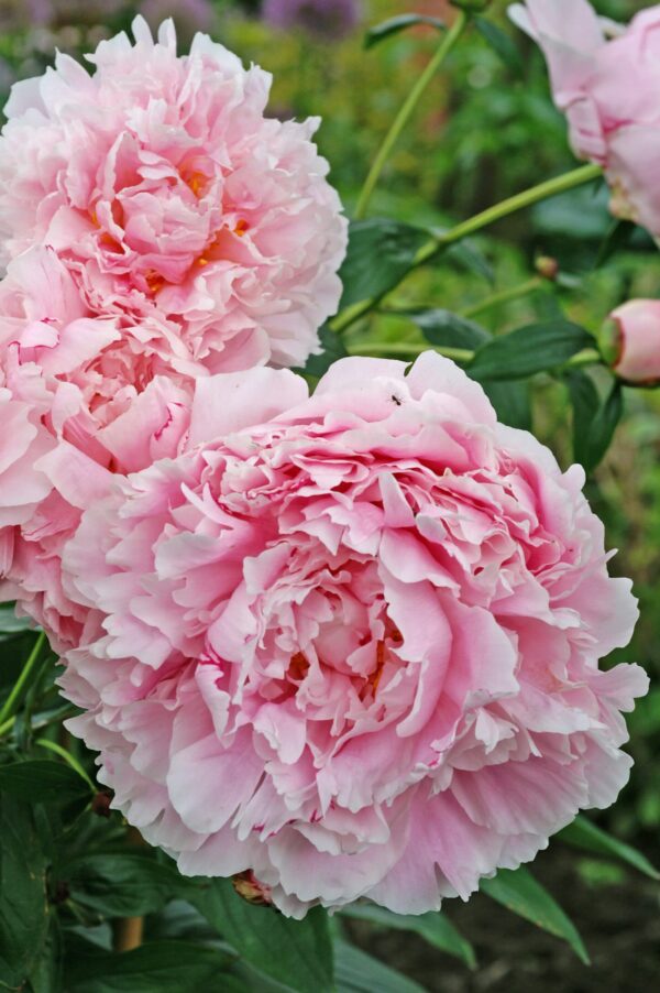 5Pcs Votaniki Sarah Bernhardt Peony Roots Bulbs - Pink Flowers Live Plants Outdoor Beautiful Flower Seeds to Plant - 3-5 Eyes Pink Peony Plant Bulb Spectacular Sarah Bernhardt Peonies Bulbs