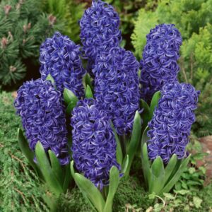 Votaniki Blue Pearl Hyacinth - Long Lasting & Fragrant Blooms, Perennial Hyacinth Bulbs for Planting | Spring Flowering Bulbs - Easy to Grow