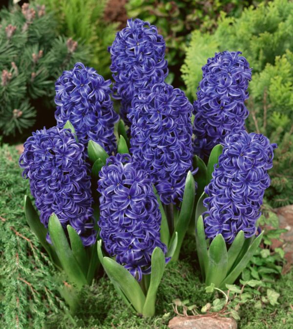 Votaniki Blue Pearl Hyacinth - Long Lasting & Fragrant Blooms, Perennial Hyacinth Bulbs for Planting | Spring Flowering Bulbs - Easy to Grow