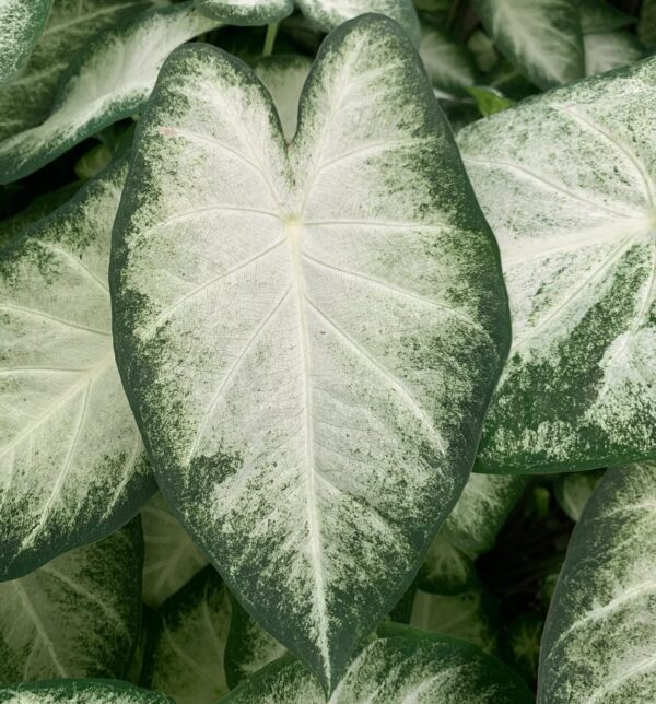 Votaniki Aaron Caladium Bulbs - Perennial, Striking Foliage Display - Caladium Bulbs for Planting | Colorful and Low Maintenance Plant - Perfect for Indoor and Outdoor Use