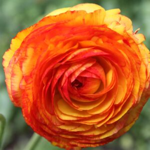 Votaniki Picotee Orange Ranunculus - Perennial (Persian Buttercup) Ranunculus Bulbs for Planting | Large Flowering Orange Ranunculus (7+ cm Bulbs), Perfect for Outdoor & Indoor Forcing