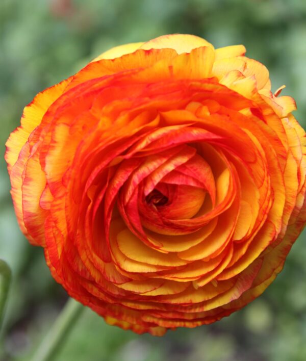 Votaniki Picotee Orange Ranunculus - Perennial (Persian Buttercup) Ranunculus Bulbs for Planting | Large Flowering Orange Ranunculus (7+ cm Bulbs), Perfect for Outdoor & Indoor Forcing