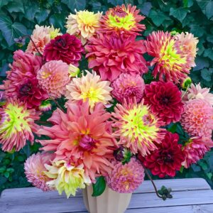 Votaniki Summer Fête Dahlia Mix - Long Lasting Blooms, Perennial Dahlia Flowering Bulbs Ready to Plant - Perfect Addition to Any Garden