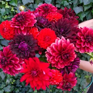 Votaniki Hot Cha Cha Dahlia Mix Bulbs - Long Lasting Blooms, Attracts Pollinators, Perennial Hot Cha Cha Dahlia Blend | Easy to Grow and Low Maintenance