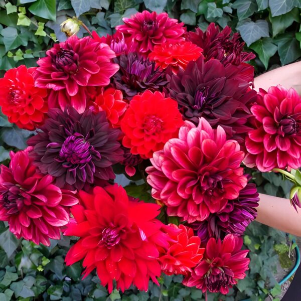 Votaniki Hot Cha Cha Dahlia Mix Bulbs - Long Lasting Blooms, Attracts Pollinators, Perennial Hot Cha Cha Dahlia Blend | Easy to Grow and Low Maintenance