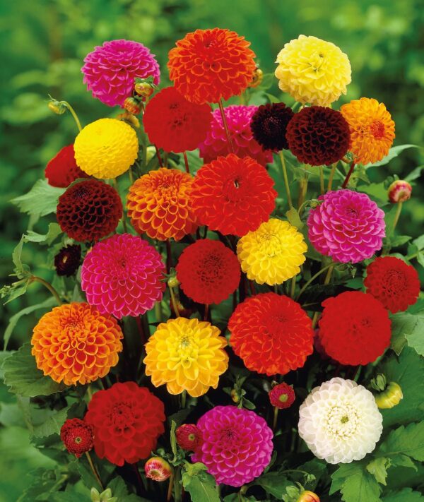 Votaniki Dahlia Round Ball Pompom Pom Pon Mix Tuber - Perennial, Long Lasting Blooms, Versatile Pompon Dahlia Tuber for Planting | Perfect Addition to Any Garden