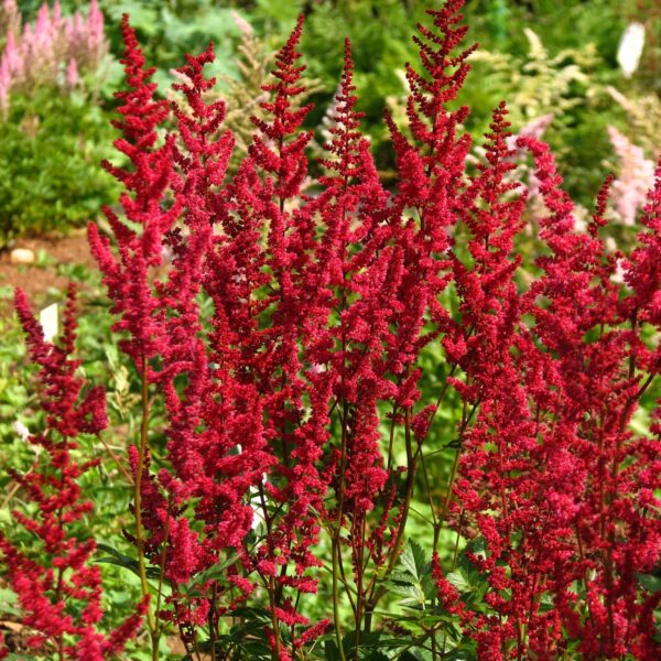 Votaniki Glut Astilbe Bulbs - Beautiful Foliage and Vibrant Blooms, Perennial Astilbe Flower Bulbs for Planting - Easy to Grow & Low Maintance Versatile Plants for Any Garden Setting