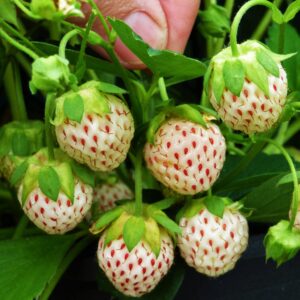 Votaniki White Carolina Strawberry Roots - Sweet and Juicy Fruit, High Yielding Strawberry Plant | Strawberry Roots for Planting - Easy to Grow, Low Maintenance