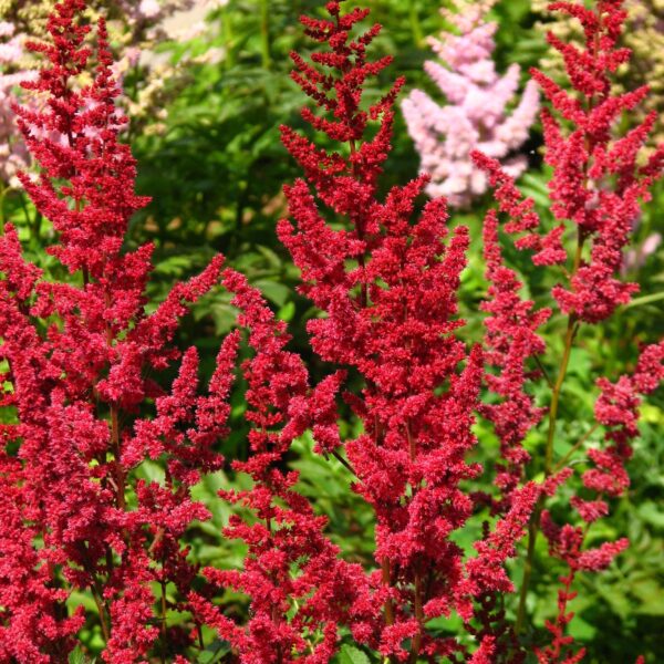 Votaniki Glut Astilbe Bulbs - Beautiful Foliage and Vibrant Blooms, Perennial Astilbe Flower Bulbs for Planting - Easy to Grow & Low Maintance Versatile Plants for Any Garden Setting