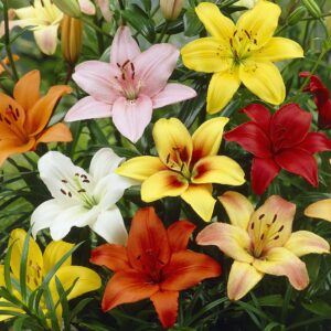 Votaniki Asiatic Mix Lily Flower Bulbs - Vibrant Flowers for Any Garden | Perfect for Cut Flowers and Naturalizing - Perennial Lily Flower Bulbs