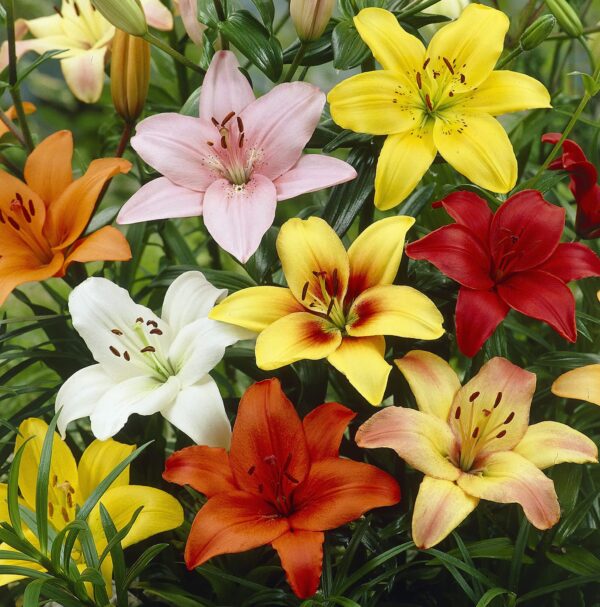 Votaniki Asiatic Mix Lily Flower Bulbs - Vibrant Flowers for Any Garden | Perfect for Cut Flowers and Naturalizing - Perennial Lily Flower Bulbs