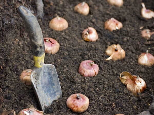 Votaniki Rainbow Mixed Gladiolus Bulbs Large Flowering Rainbow Mix Gladiolus are Planted in The Spring and Bloom in The Summer