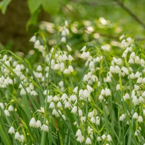 Votaniki Leucojum Aestivum (Summer Snowflake) Bulbs - Large Flower, Perennial & Long Lasting Blooms | Spring Flower Bulbs, Summer Snowflake or Loddon Lily - Easy to Grow