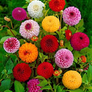 Votaniki Dahlia Round Ball Pompom Pom Pon Mix Tuber - Perennial, Long Lasting Blooms, Versatile Pompon Dahlia Tuber for Planting | Perfect Addition to Any Garden