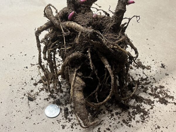 Votaniki XXL Cora Louise Peony Tuber - Itoh Peony (Paeonia Cora Louise) Bareroots for Planting XXL Size Tuber 10+ Eyes