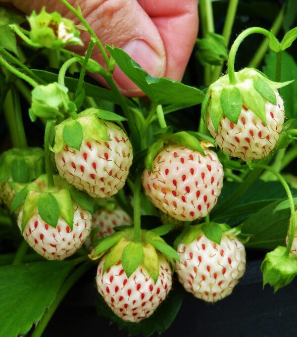 Votaniki Pineberry White Strawberry - Perennial Strawberry Grade #1 Bare Root Ready to Plant | Edible Strawberry, White Flowers & Pale Pink Berries - Easy to Grow