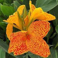 Votaniki Picasso Dwarf Canna Lily Bulb – 1 Perennial Flower Seeds for Planting Outdoors Leopard Canna Bulbs for Planting Garden Decor - Lily Flowers Bulbs Beautiful Yellow Cannas Bulbs