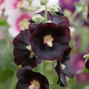 Votaniki Black Hollyhocks Flowering Rhizome - Perennial, Long-Lasting, Attracts Pollinators, Unique Color Flower | Eye-Catching Black Hollyhocks Flower