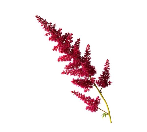 Votaniki Fanal Red Astilbe Plants, Seeds & Bulbs - Large Flower Bulbs to Plants Live Houseplants Red Fanal Astilbe Seeds Bulb with 2 to 3 Eyes Perennial Flower Bulbs Shade Loving Plants and Flowers